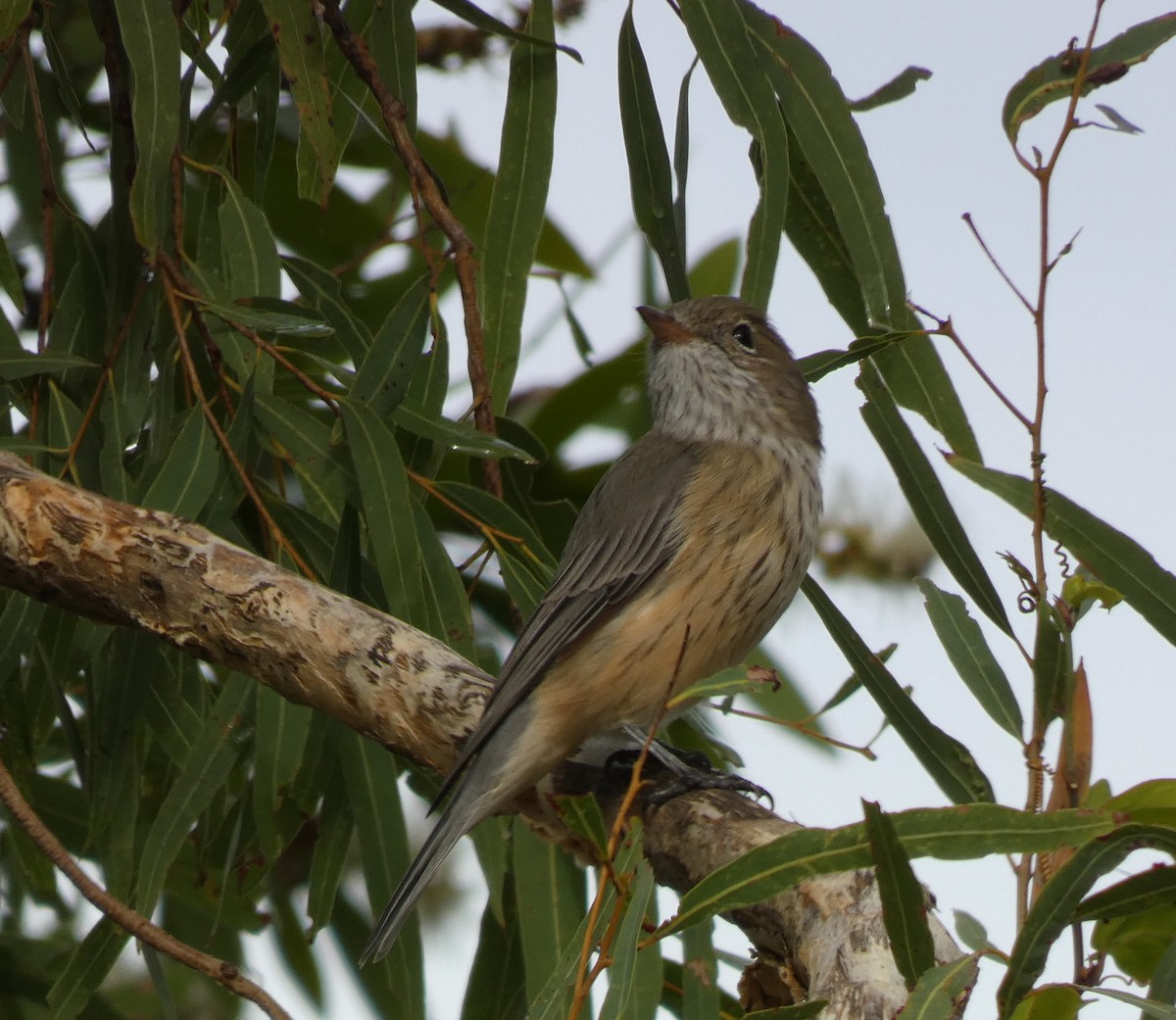 Rufous Whistler - ML143445651