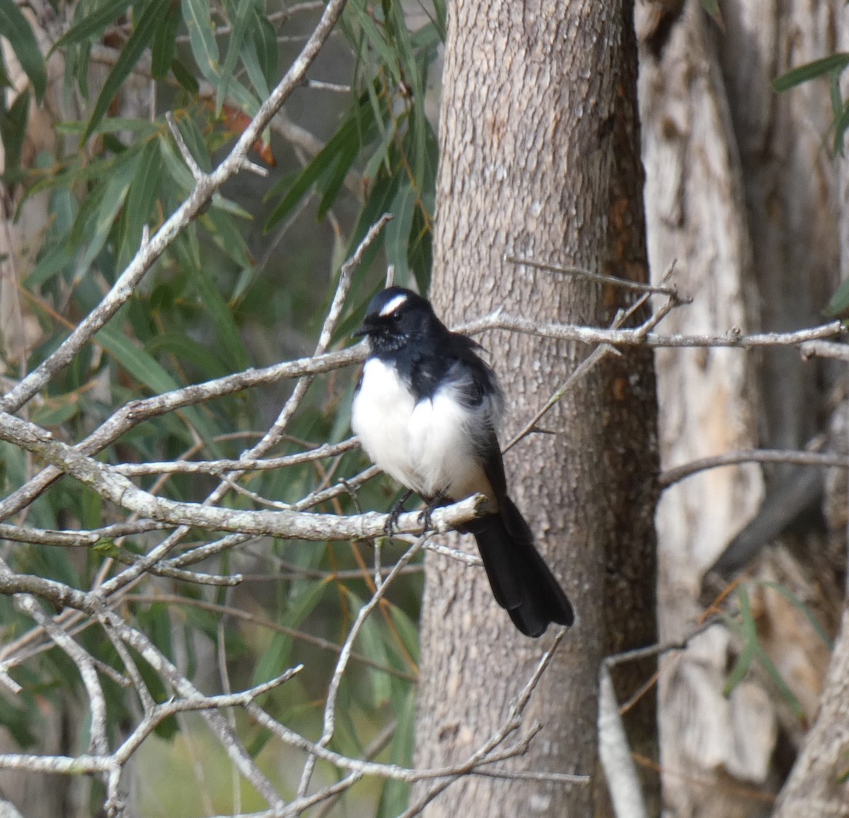 Willie-wagtail - Phyllis Weintraub