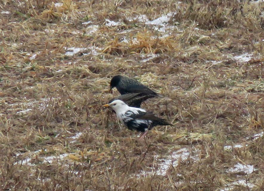 European Starling - ML143446481