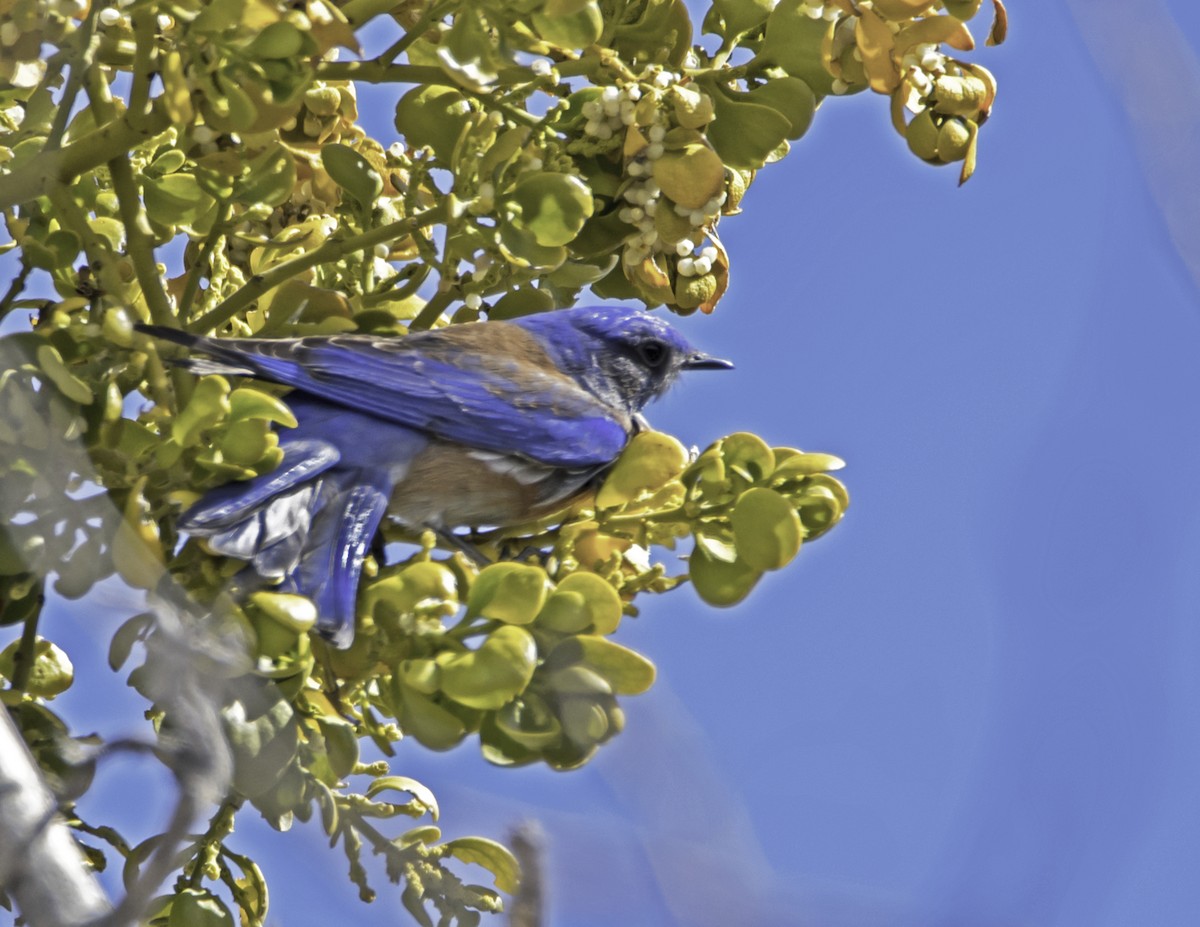 Western Bluebird - james poling