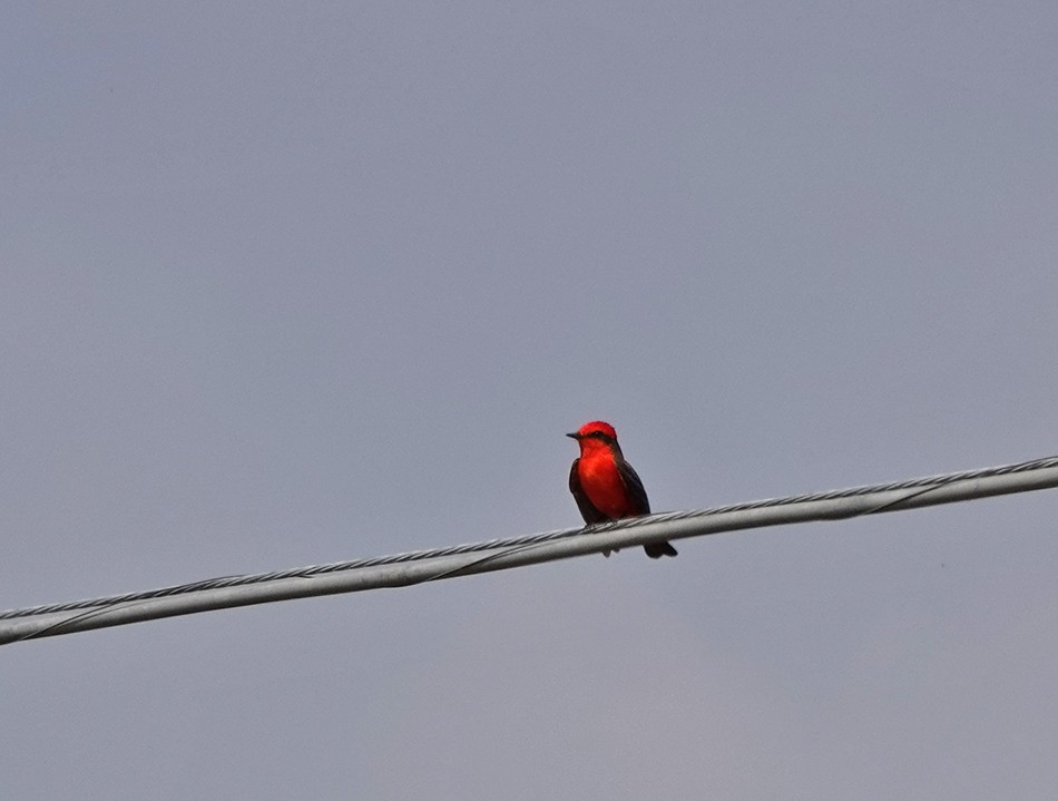 Vermilion Flycatcher - ML143450771