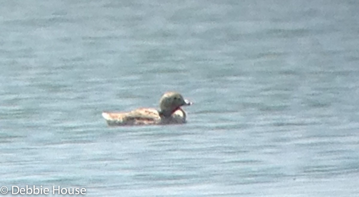 Long-tailed Duck - ML143452361