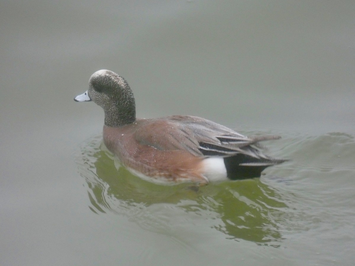 American Wigeon - Peter L