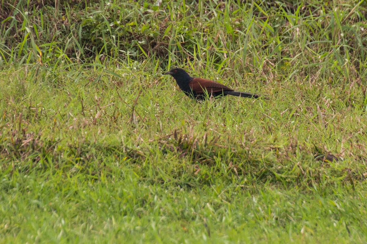 褐翅鴉鵑 - ML143454781