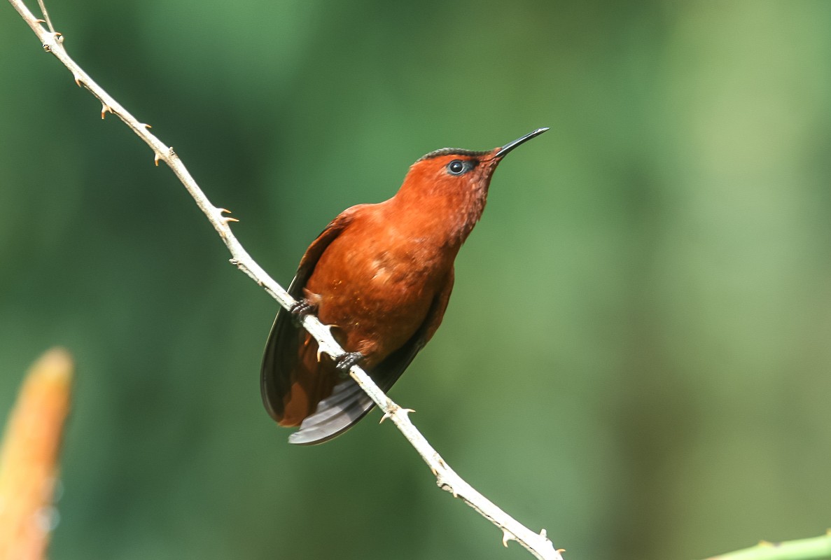 kolibřík fernandezský - ML143455311
