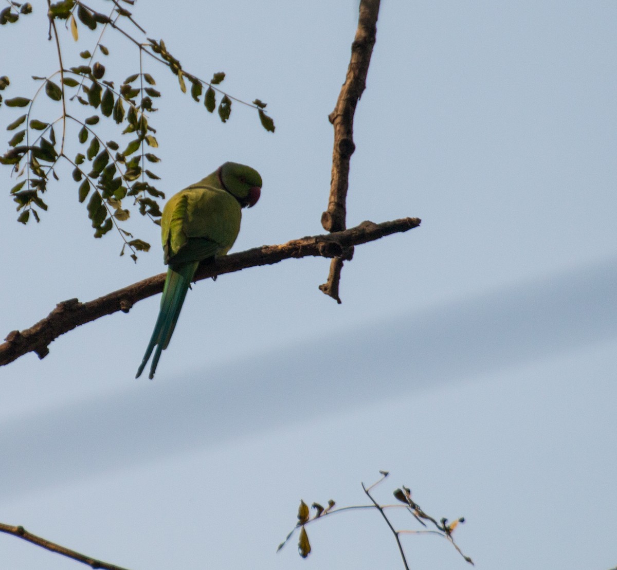 Rose-ringed Parakeet - Zaber Ansary -BirdingBD Tours