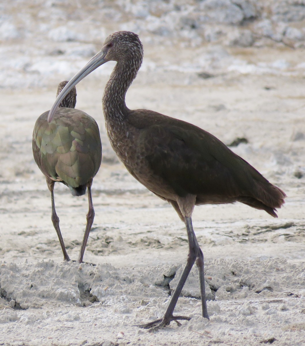 White-faced Ibis - ML143456921