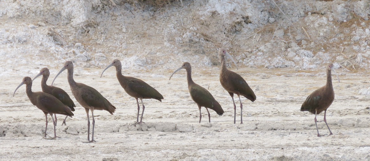 White-faced Ibis - ML143456981