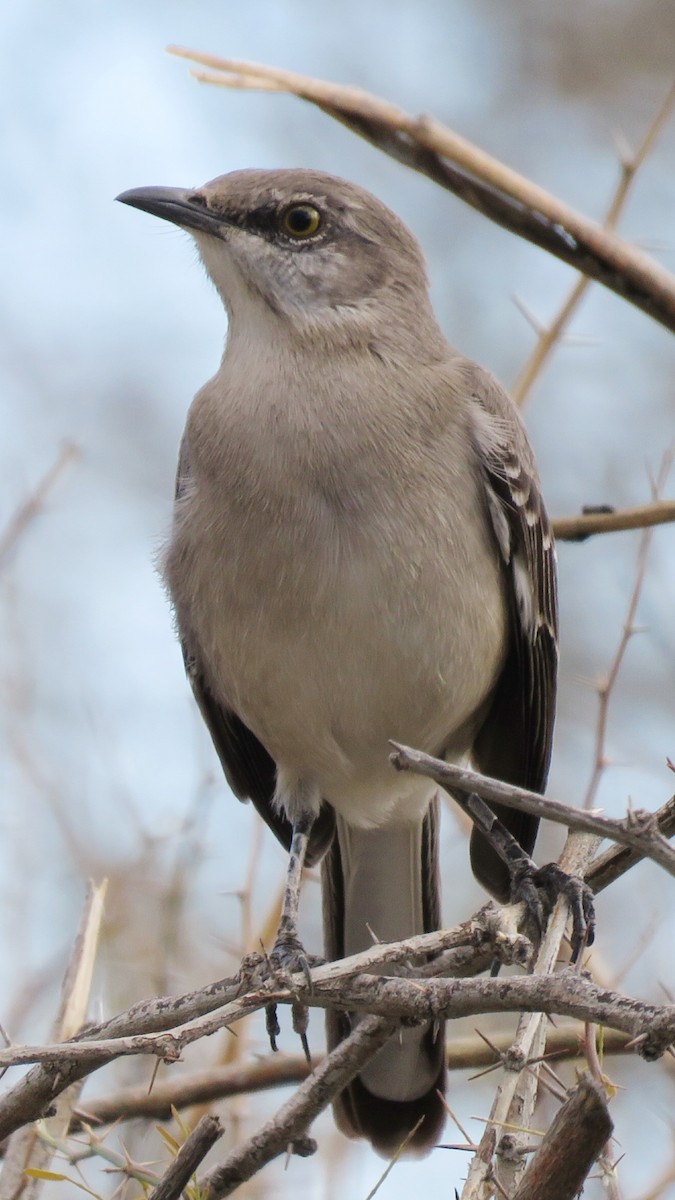 Northern Mockingbird - ML143457061