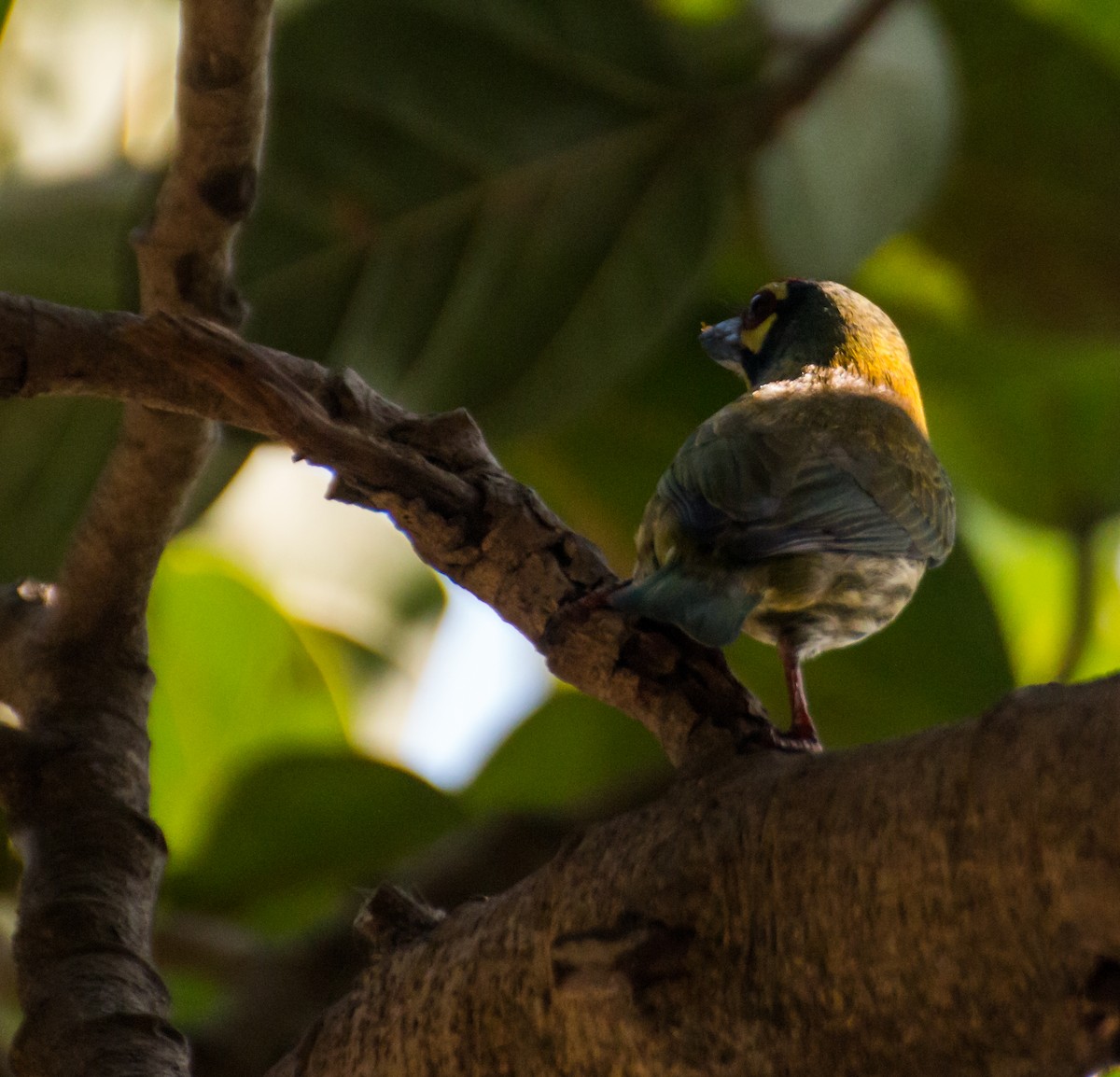 Coppersmith Barbet - ML143457091