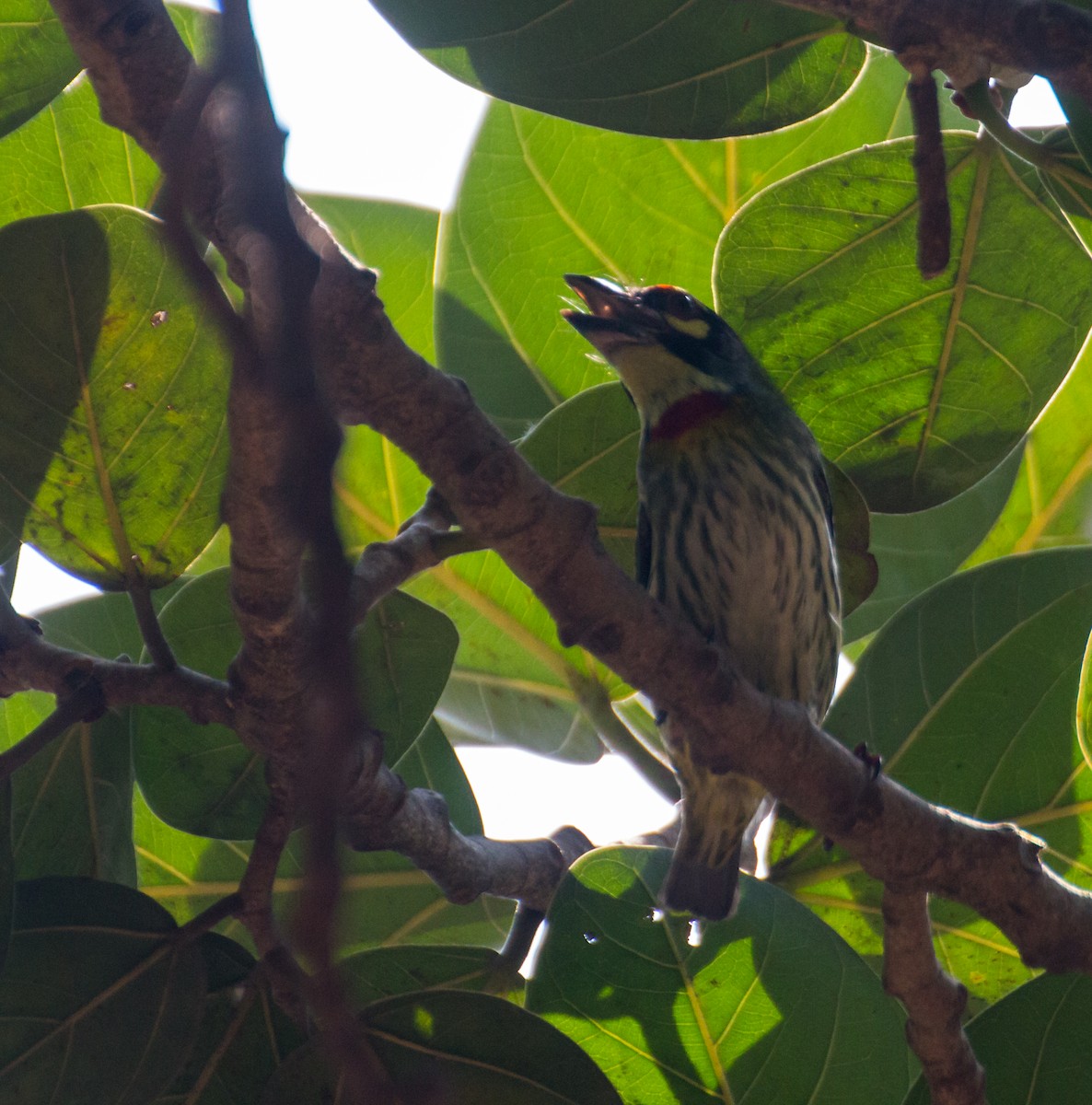 Al Göğüslü Barbet - ML143457111