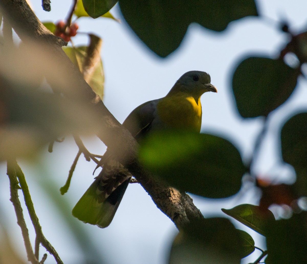 Yellow-footed Green-Pigeon - ML143457231
