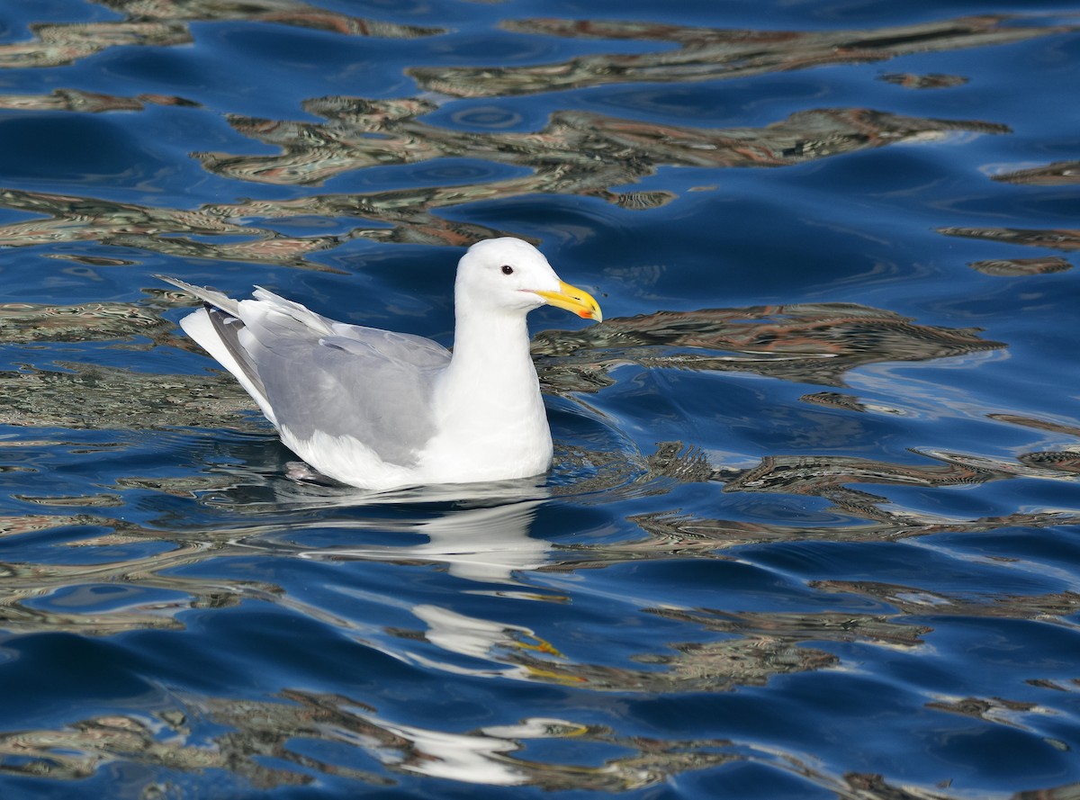 Glaucous-winged Gull - Sunny Zhang