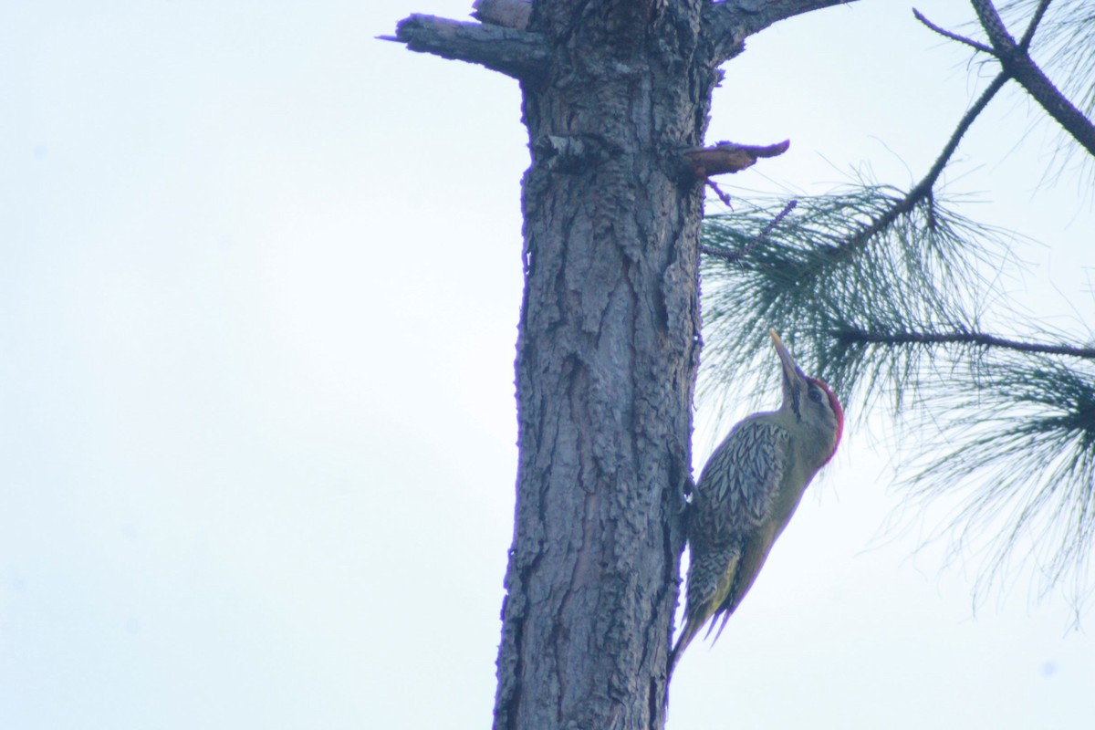 Scaly-bellied Woodpecker - pradeep Rana