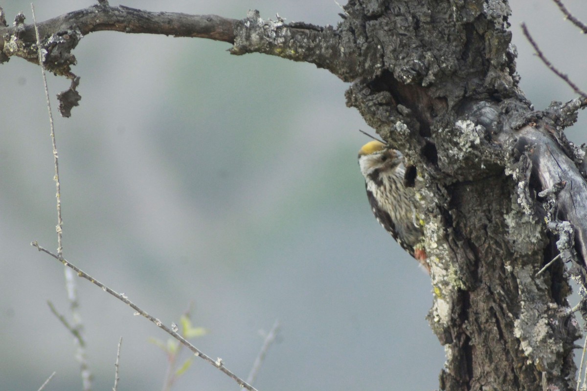 Brown-fronted Woodpecker - pradeep Rana