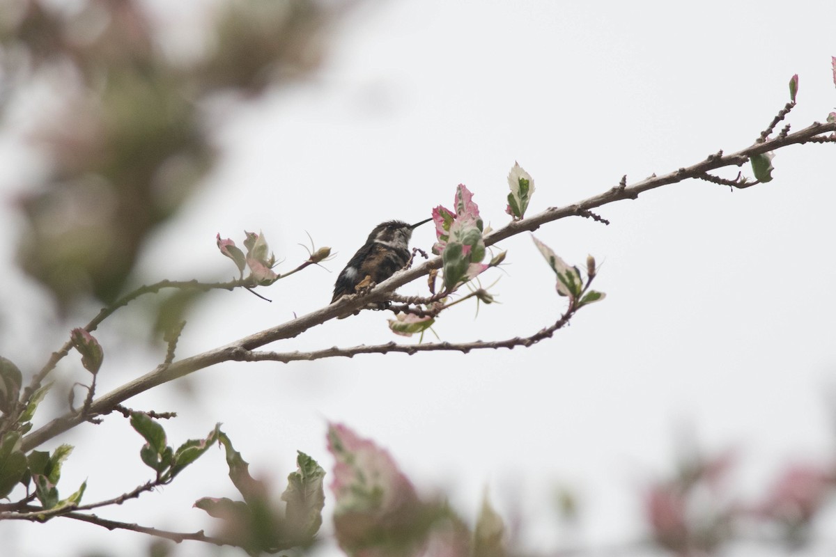 Colibrí Astral - ML143459061