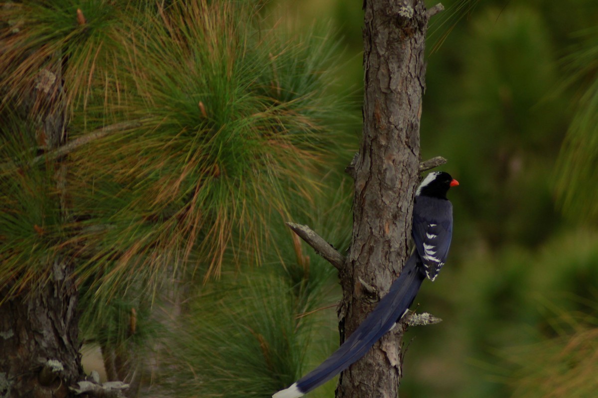 Red-billed Blue-Magpie - pradeep Rana