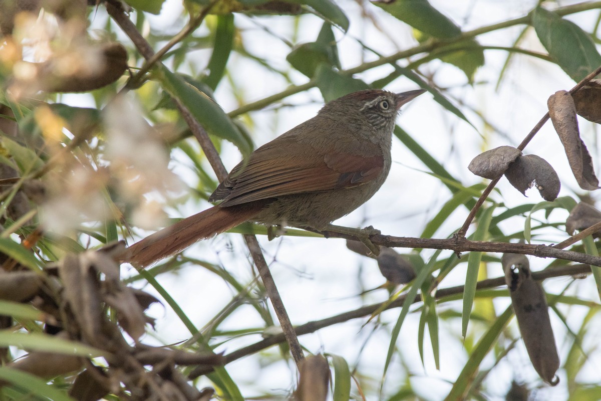 Streak-capped Spinetail - ML143459861