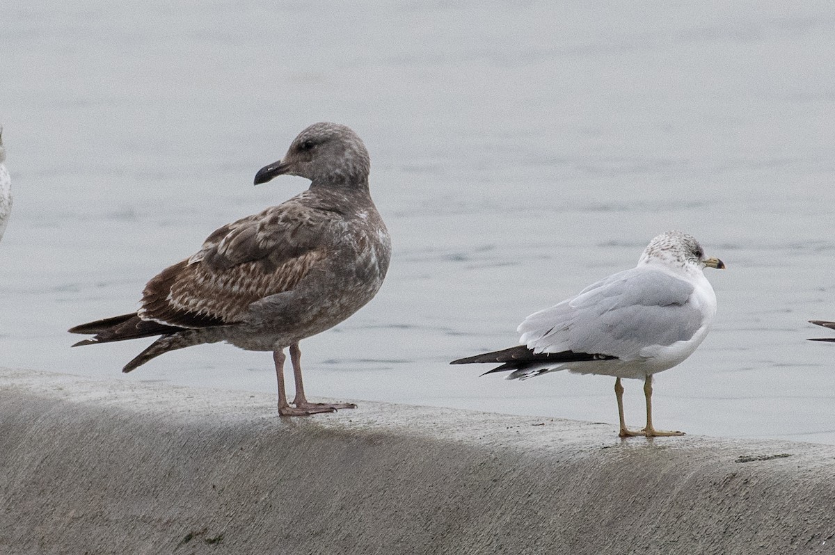 Goéland d'Audubon - ML143460781