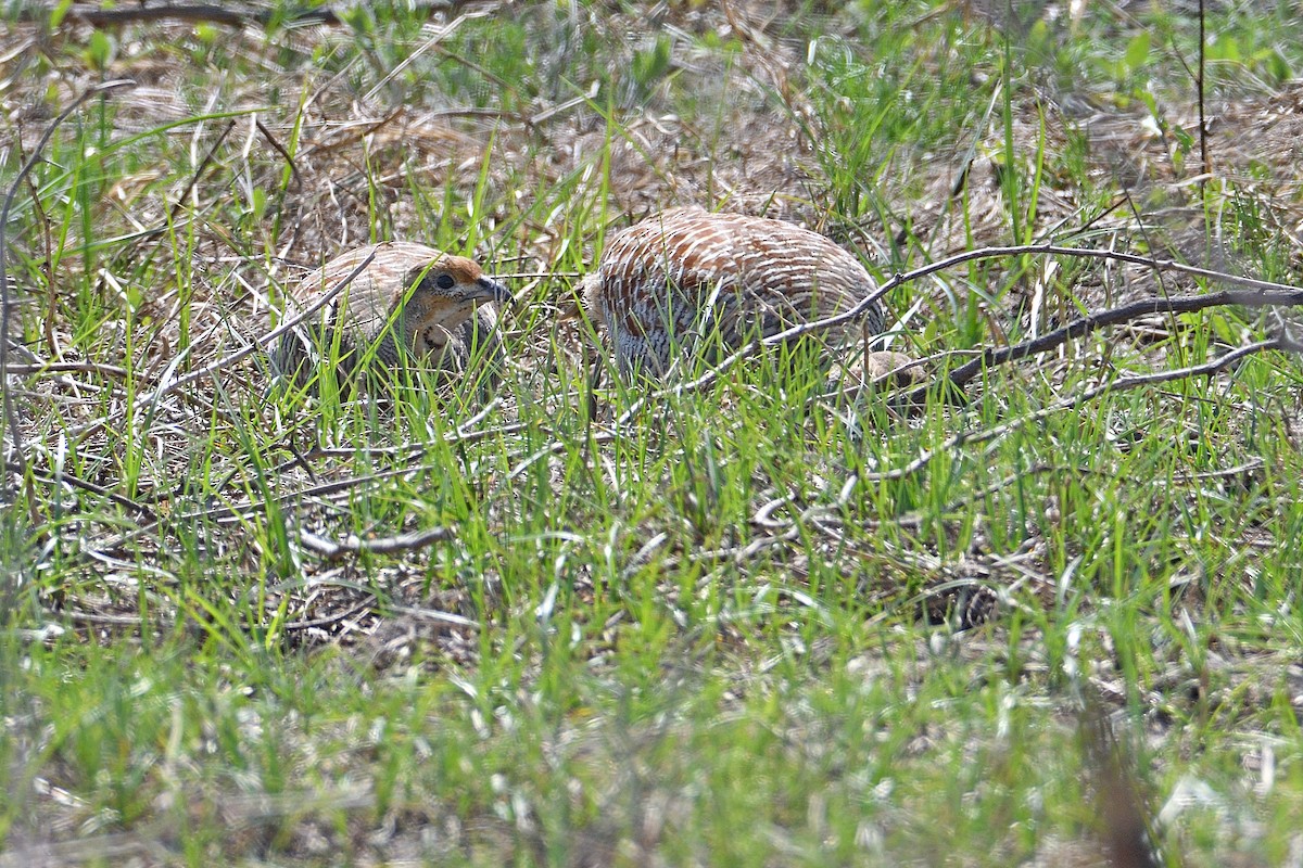 Gray Francolin - Douglas Ball