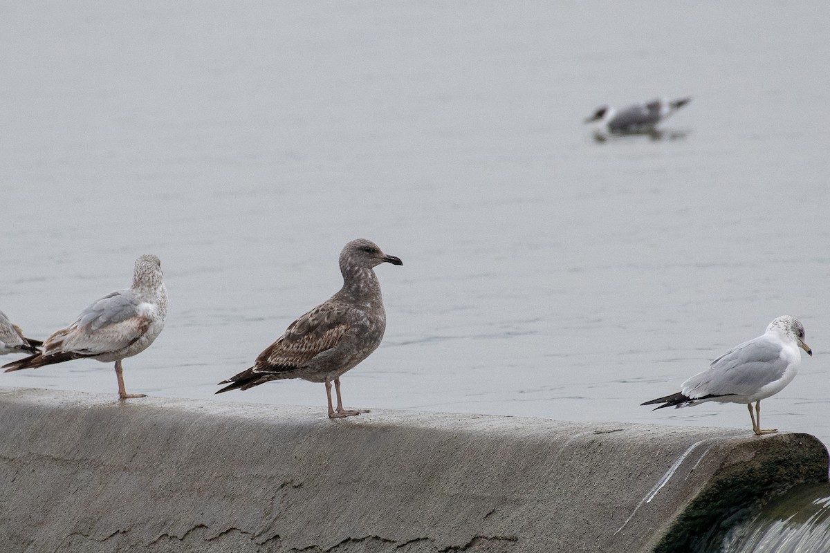 Goéland d'Audubon - ML143460801