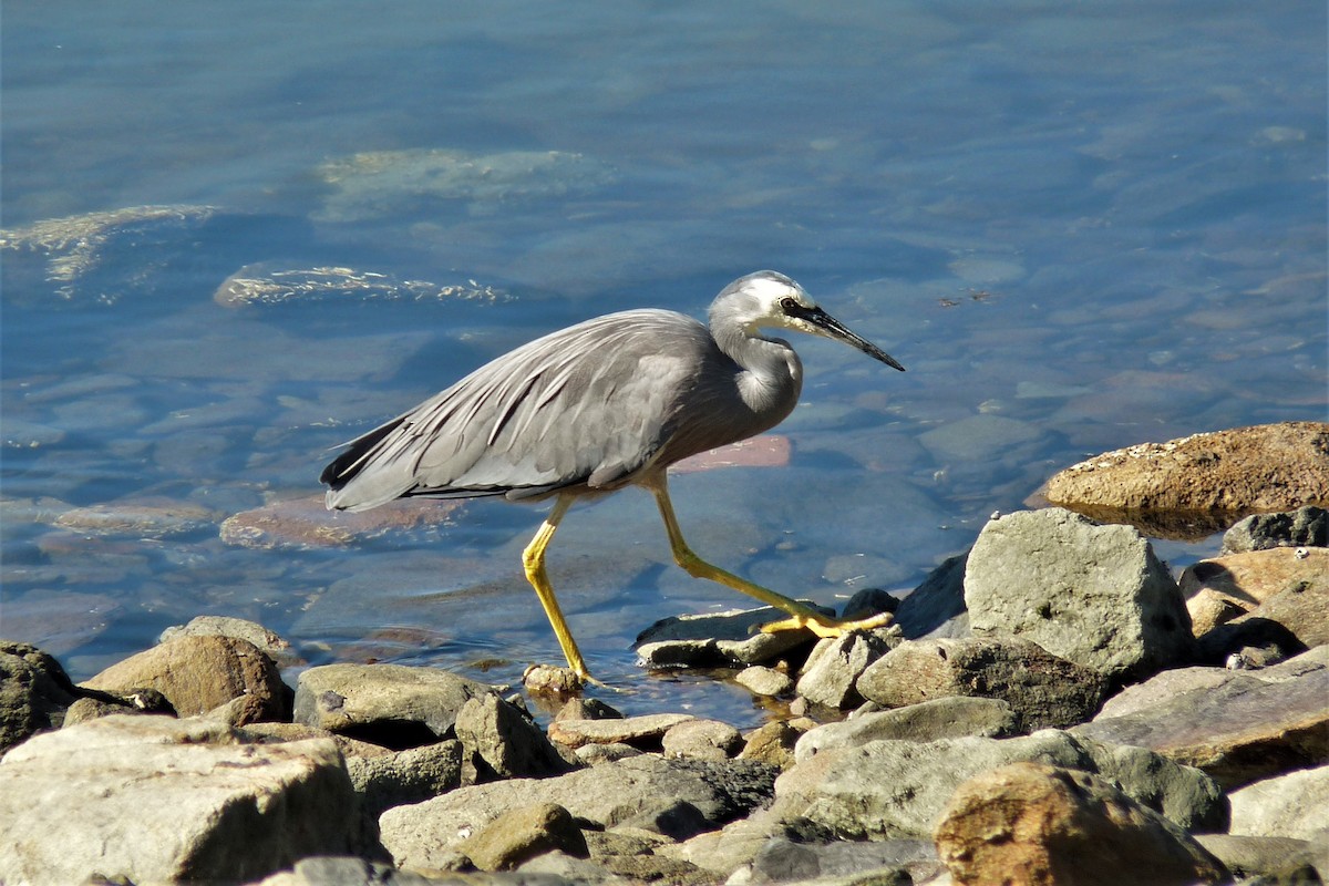 White-faced Heron - Peter D