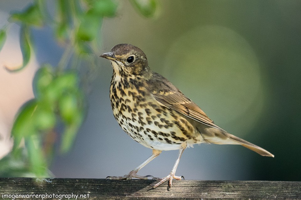 Song Thrush - ML143464371