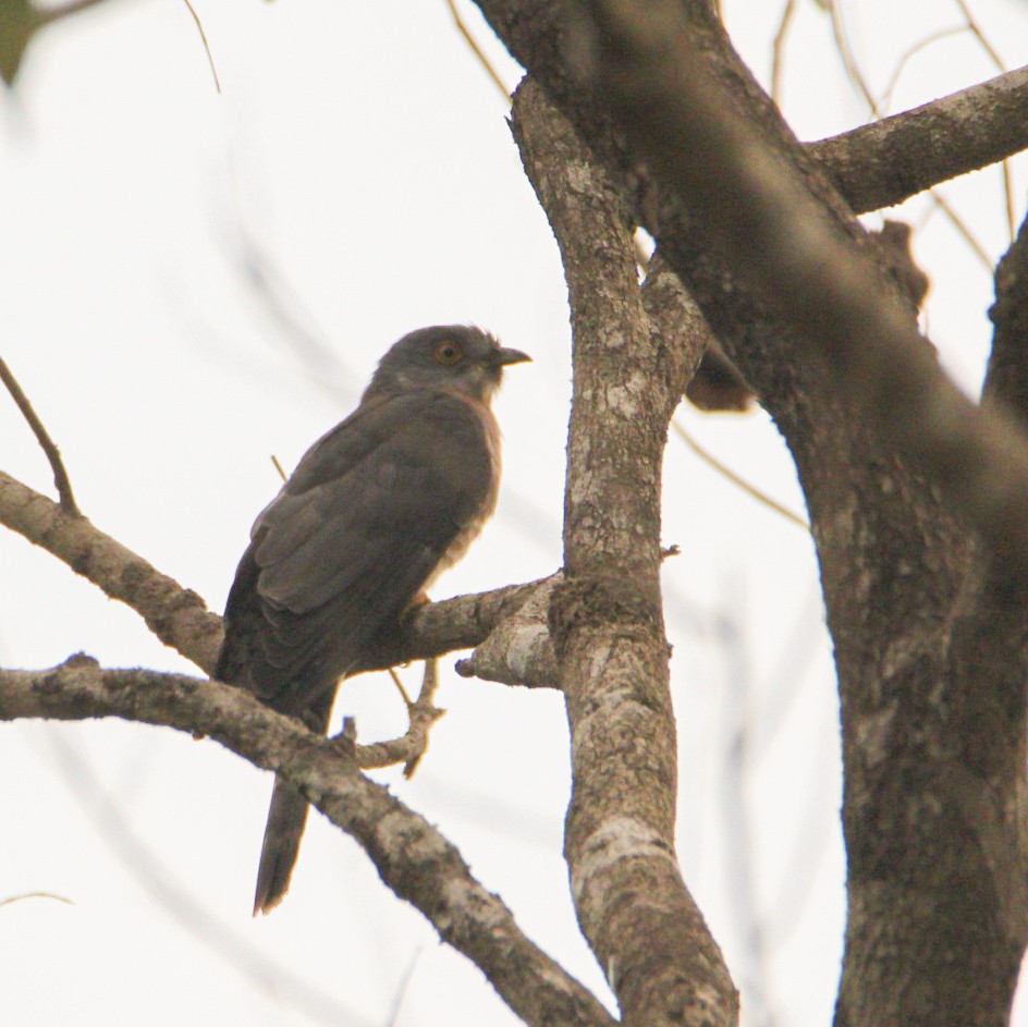 Common Hawk-Cuckoo - ML143465021