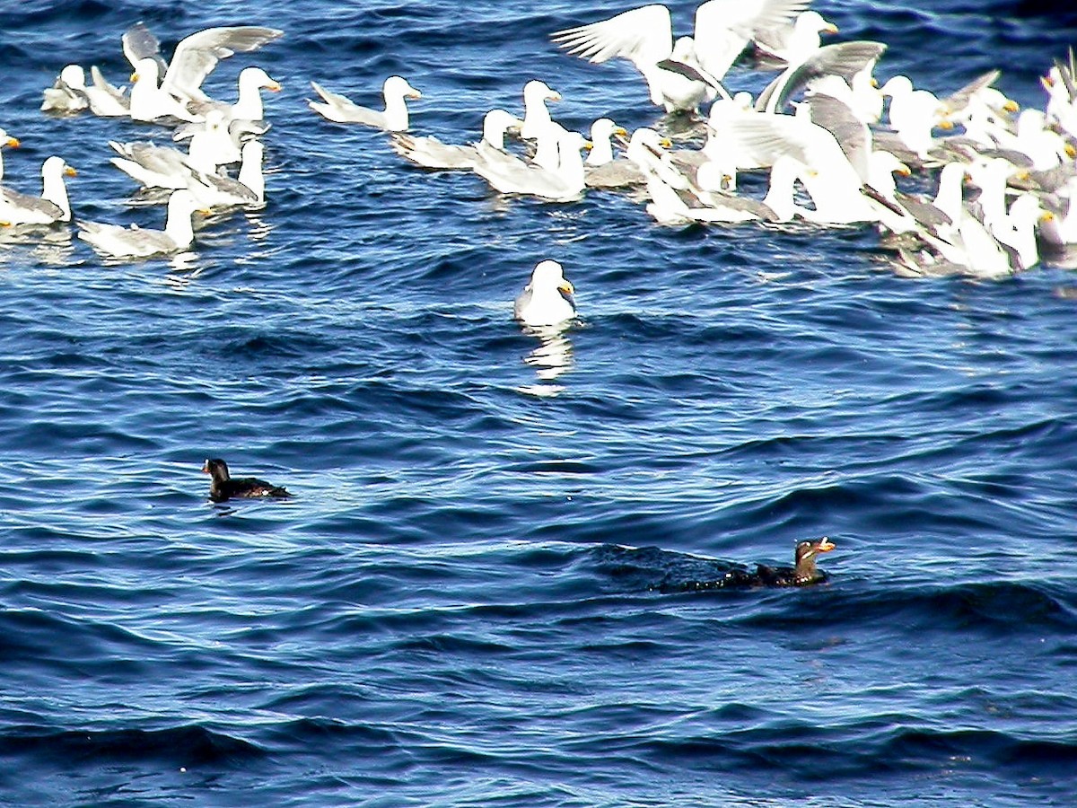 Rhinoceros Auklet - ML143465881