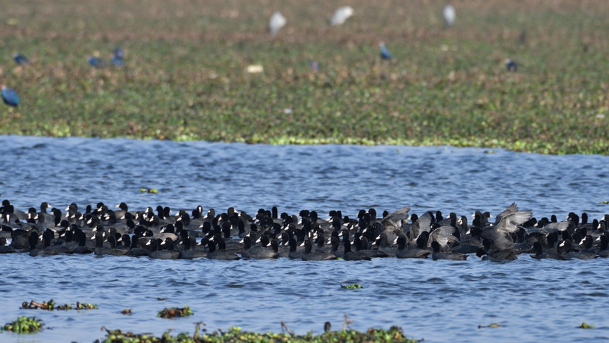 Eurasian Coot - ML143467141