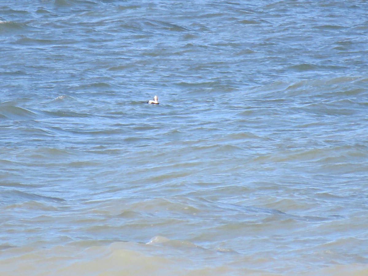 Long-tailed Duck - ML143468241