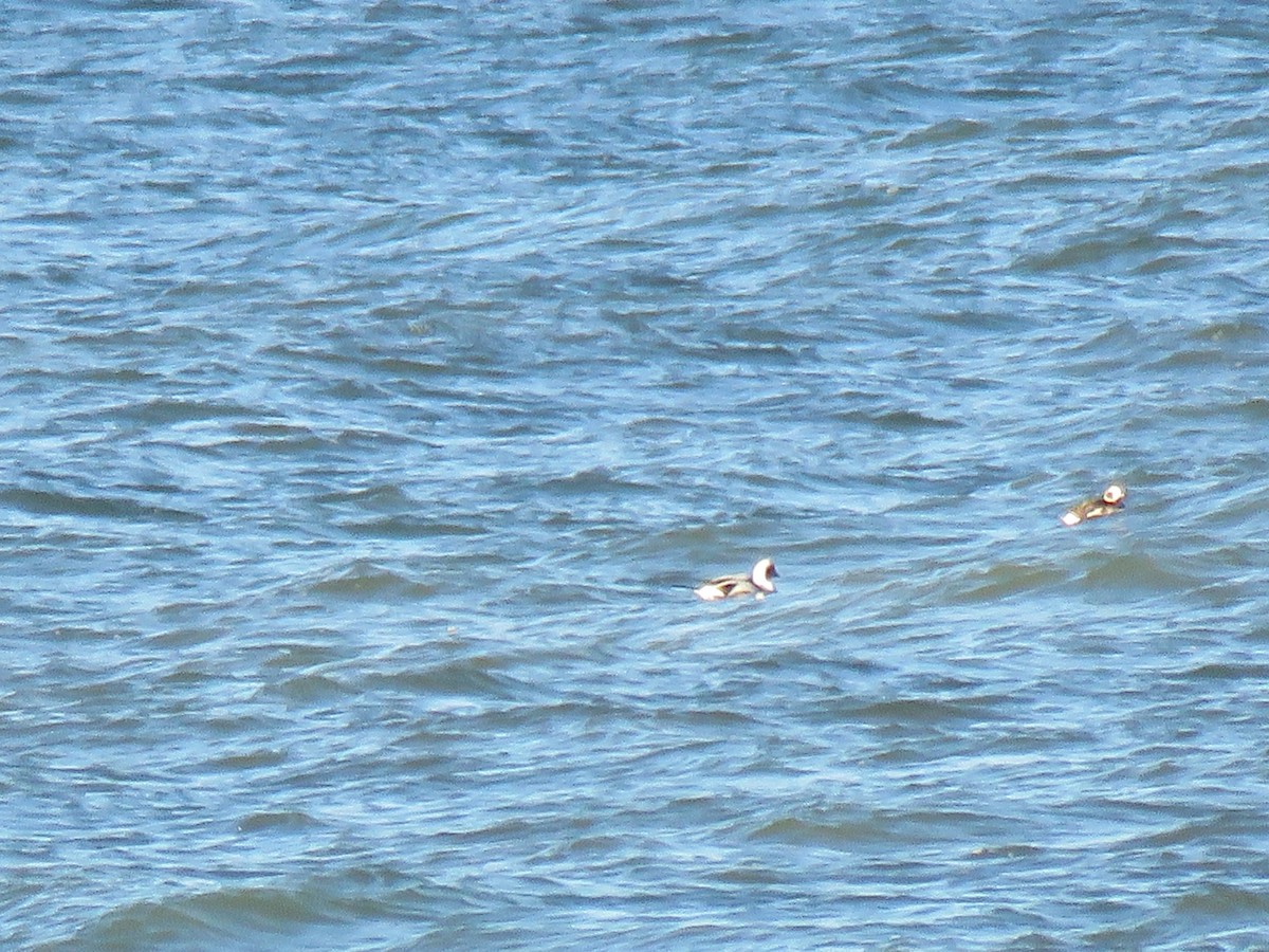 Long-tailed Duck - ML143468331