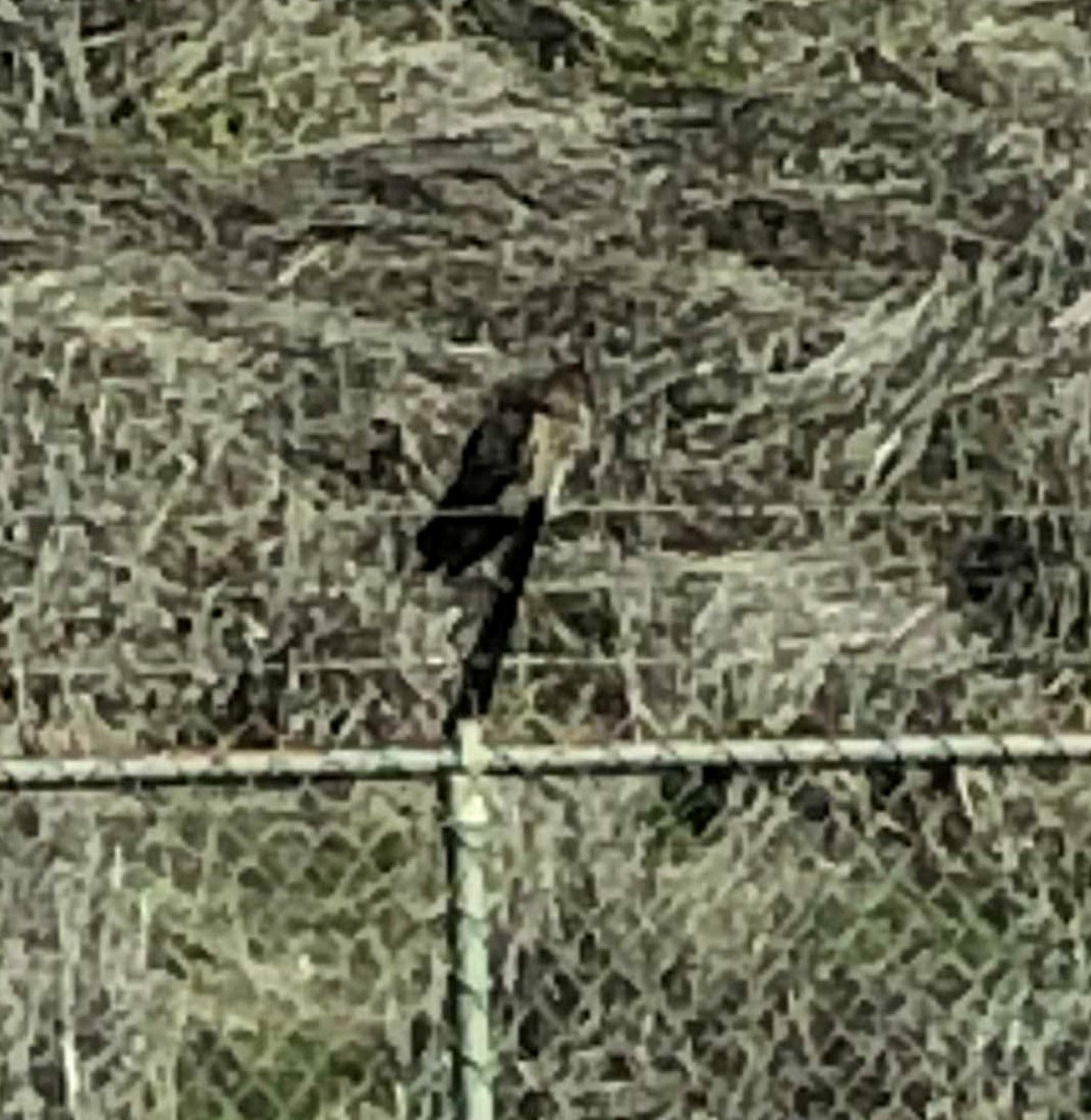 Long-eared Owl - ML143468731