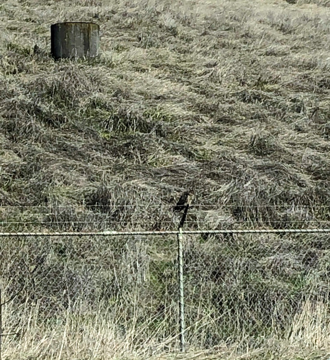 Long-eared Owl - ML143468751
