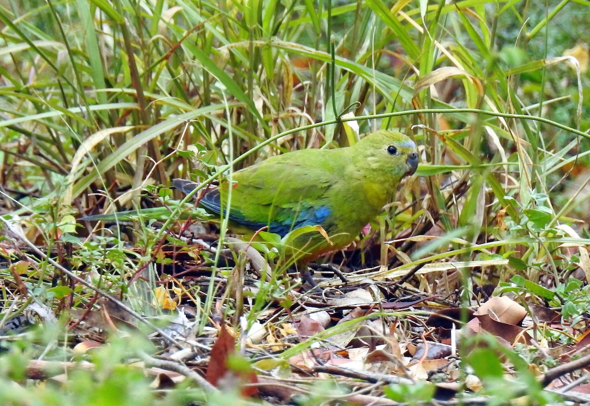 Turquoise Parrot - ML143468811