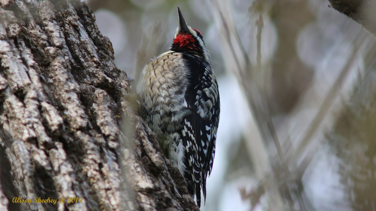 Yellow-bellied Sapsucker - ML143469821