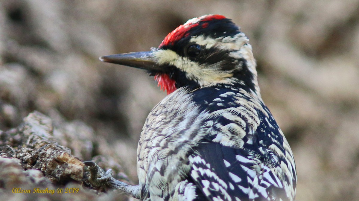 Yellow-bellied Sapsucker - ML143469851