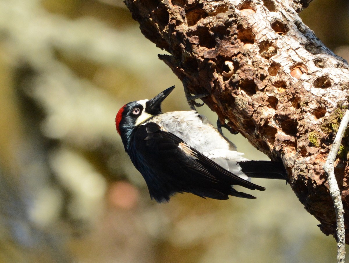 Acorn Woodpecker - Mark  Ludwick