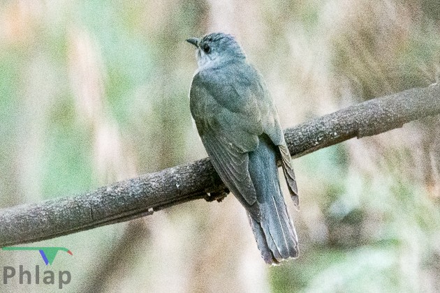 Shining Bronze-Cuckoo - ML143470241