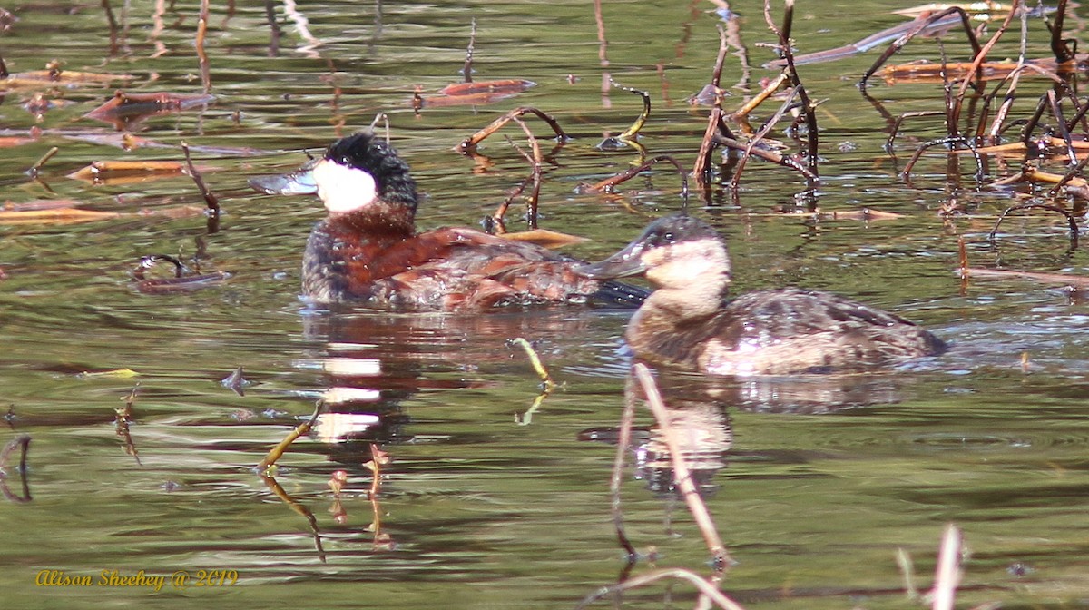 Ruddy Duck - ML143470501