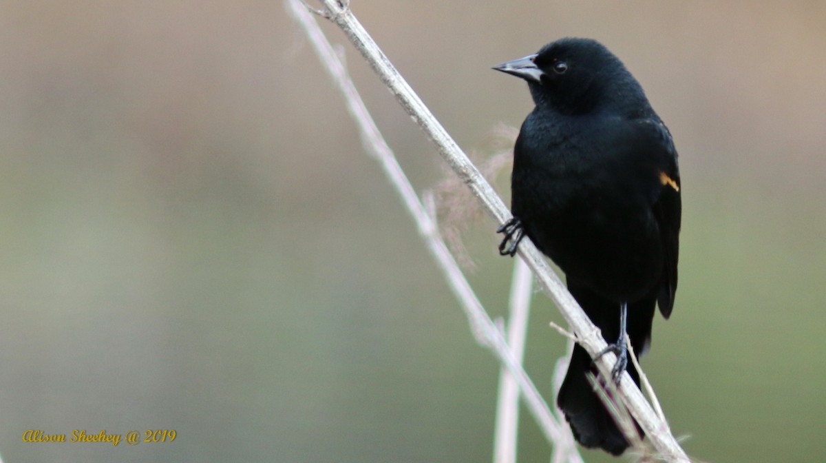 Red-winged Blackbird (California Bicolored) - ML143470541