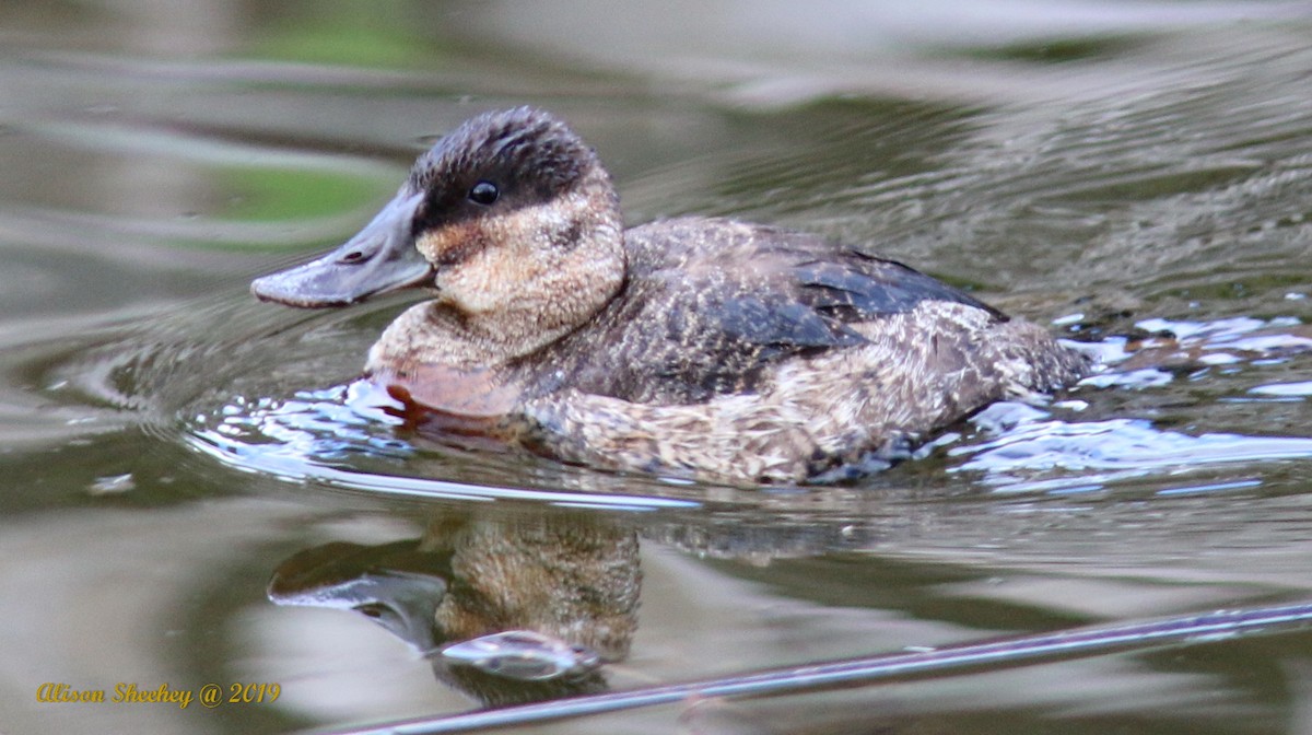 Ruddy Duck - ML143470551