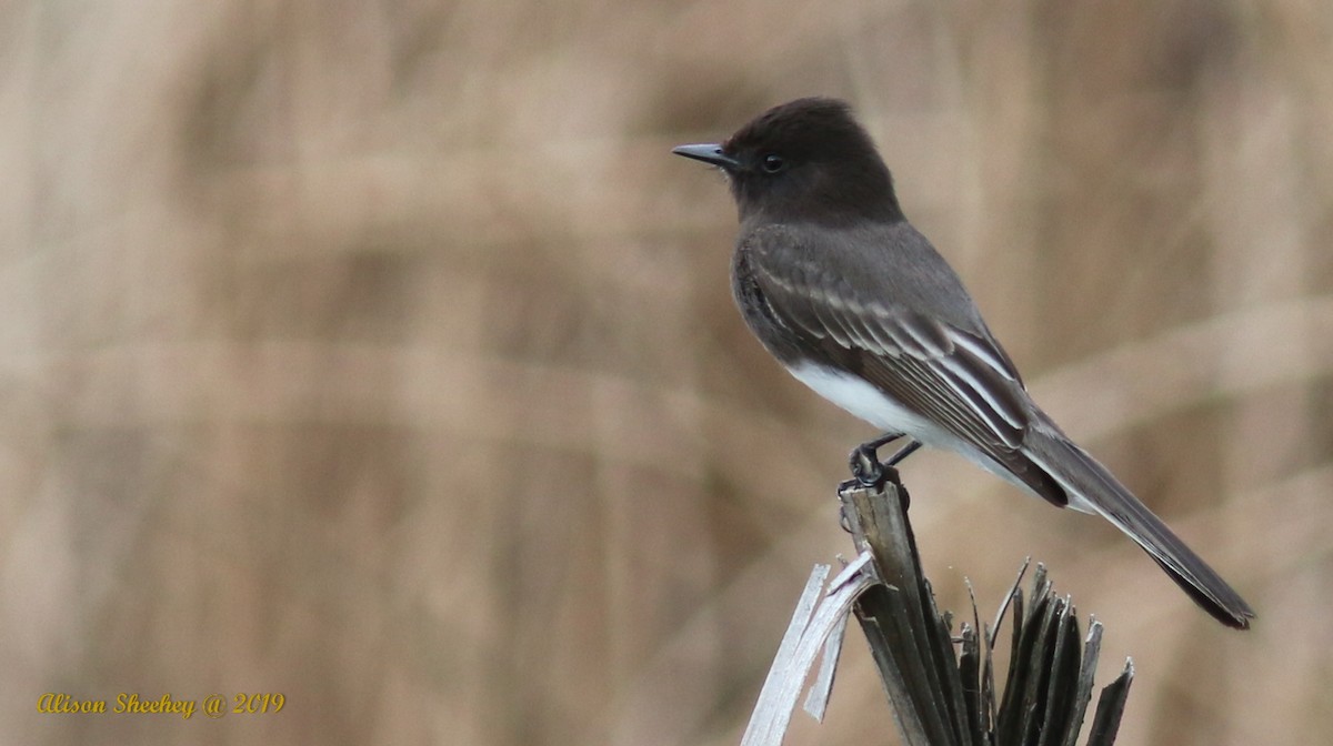 Black Phoebe - Alison Sheehey