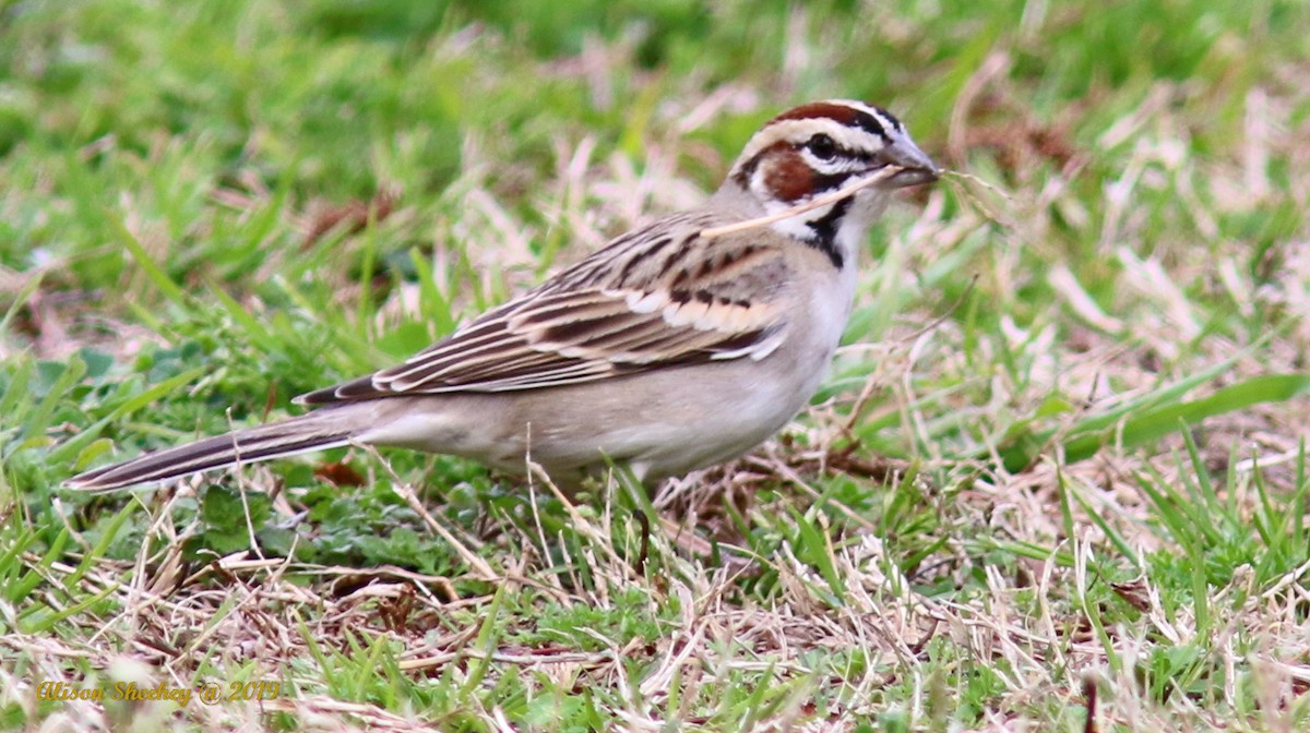 Lark Sparrow - ML143470721