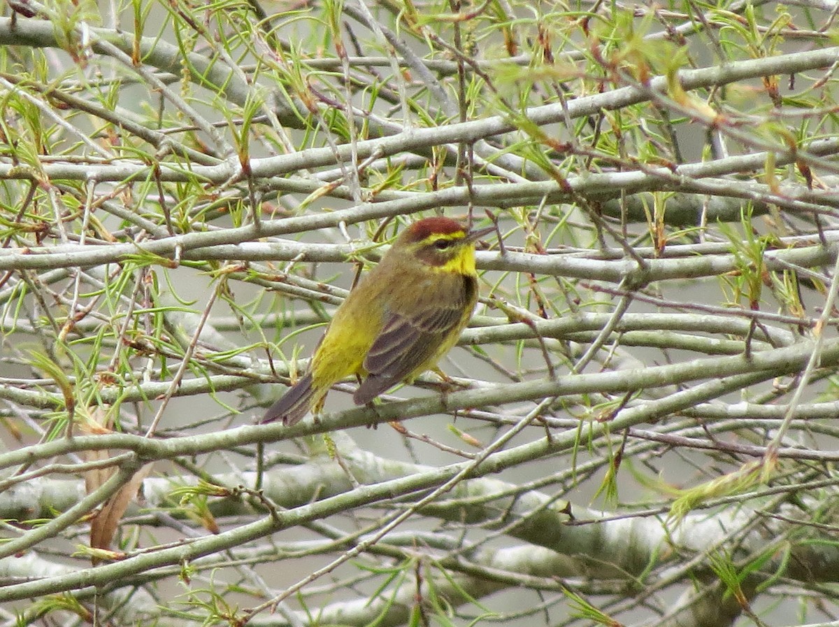 Paruline à couronne rousse - ML143471301