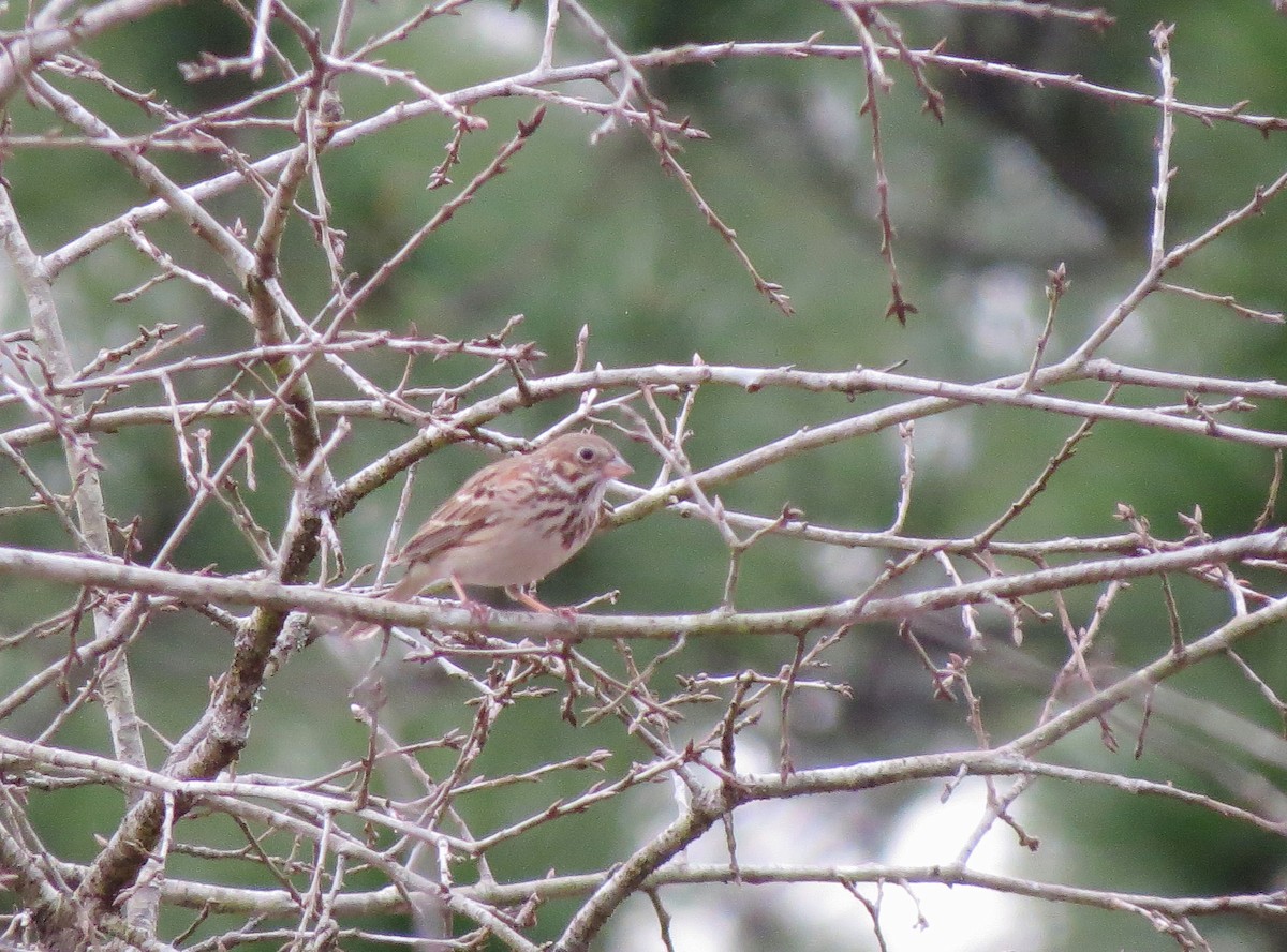 Vesper Sparrow - John  Mariani