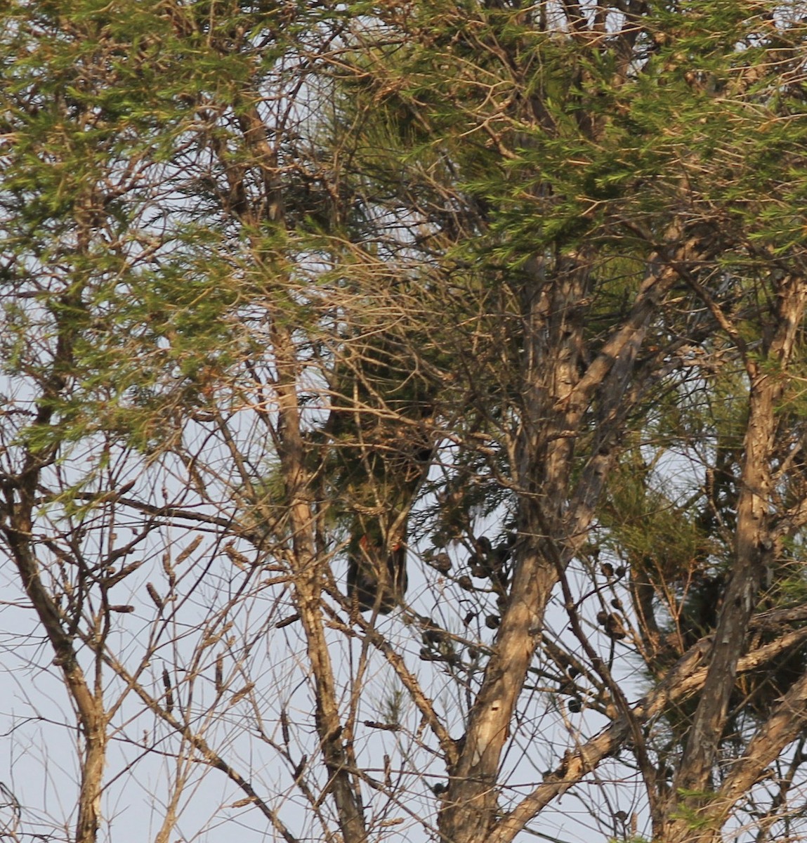 Glossy Black-Cockatoo - ML143473001