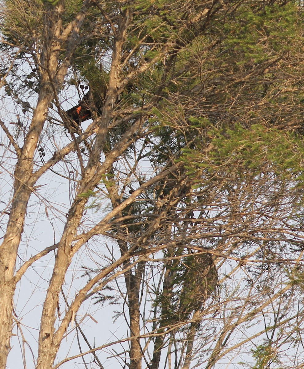 Glossy Black-Cockatoo - ML143473011