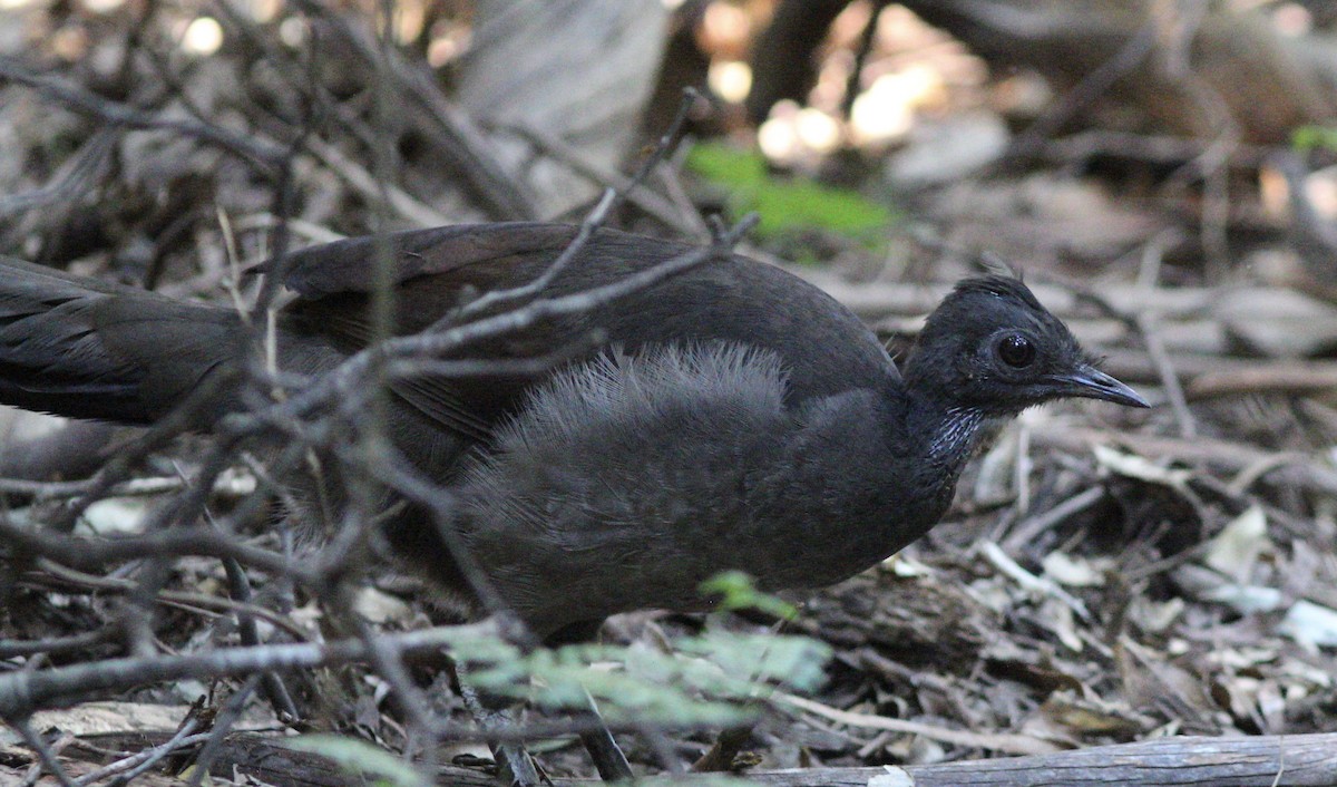 Superb Lyrebird - ML143473041