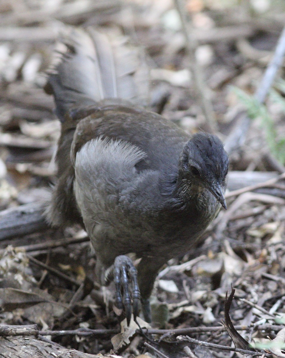 Superb Lyrebird - ML143473051